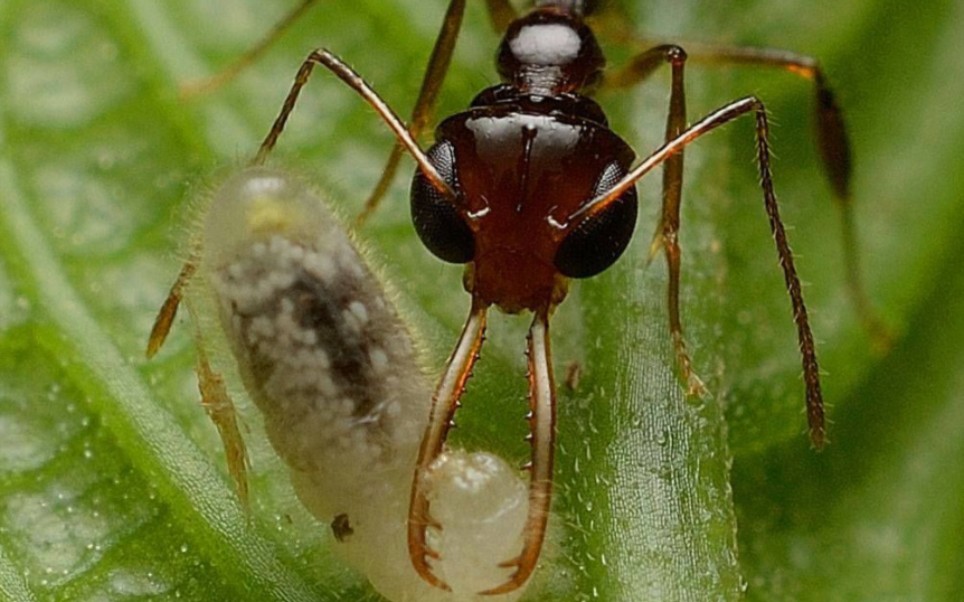 宾氏长齿蚁(Myrmoteras binghamii)入巢+喝糖水+巢内视频哔哩哔哩bilibili