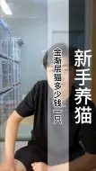 Download Video: 金渐层多少钱一只？金渐层猫多少钱一只？（C385）