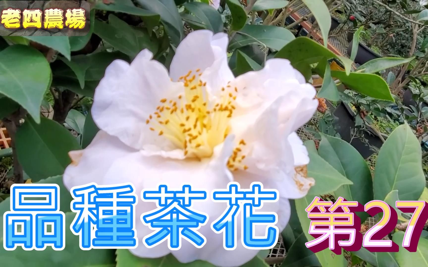 开箱2022年品种茶花第27集!【老四农场】[Camellia japonica][カメリア]哔哩哔哩bilibili