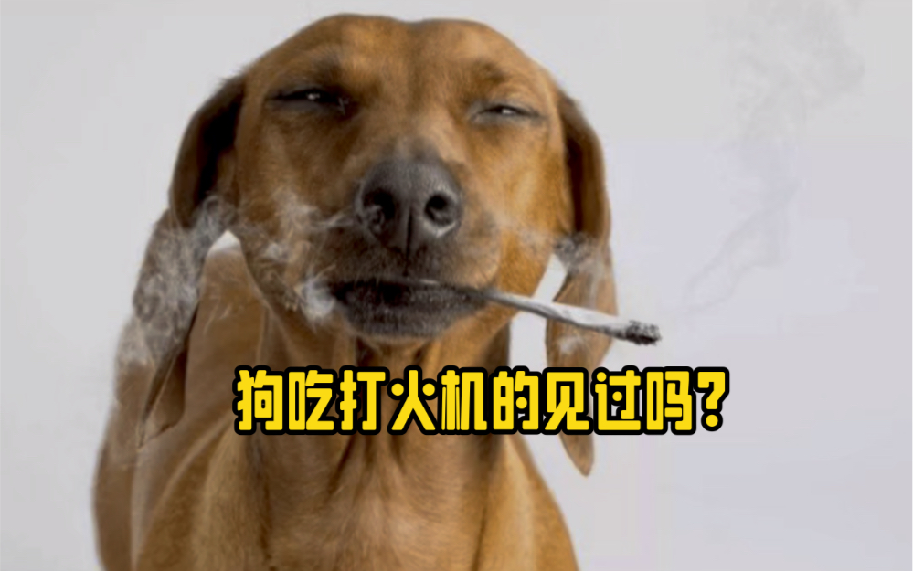 狗抽烟的壁纸图片