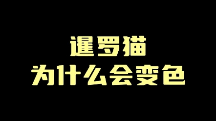 暹罗猫为什么会变色?哔哩哔哩bilibili