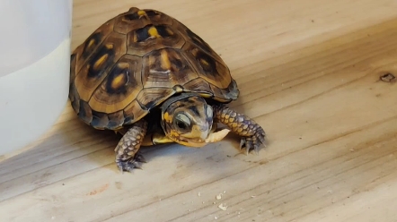 给湾岸箱龟搞点小零食吃吃吧