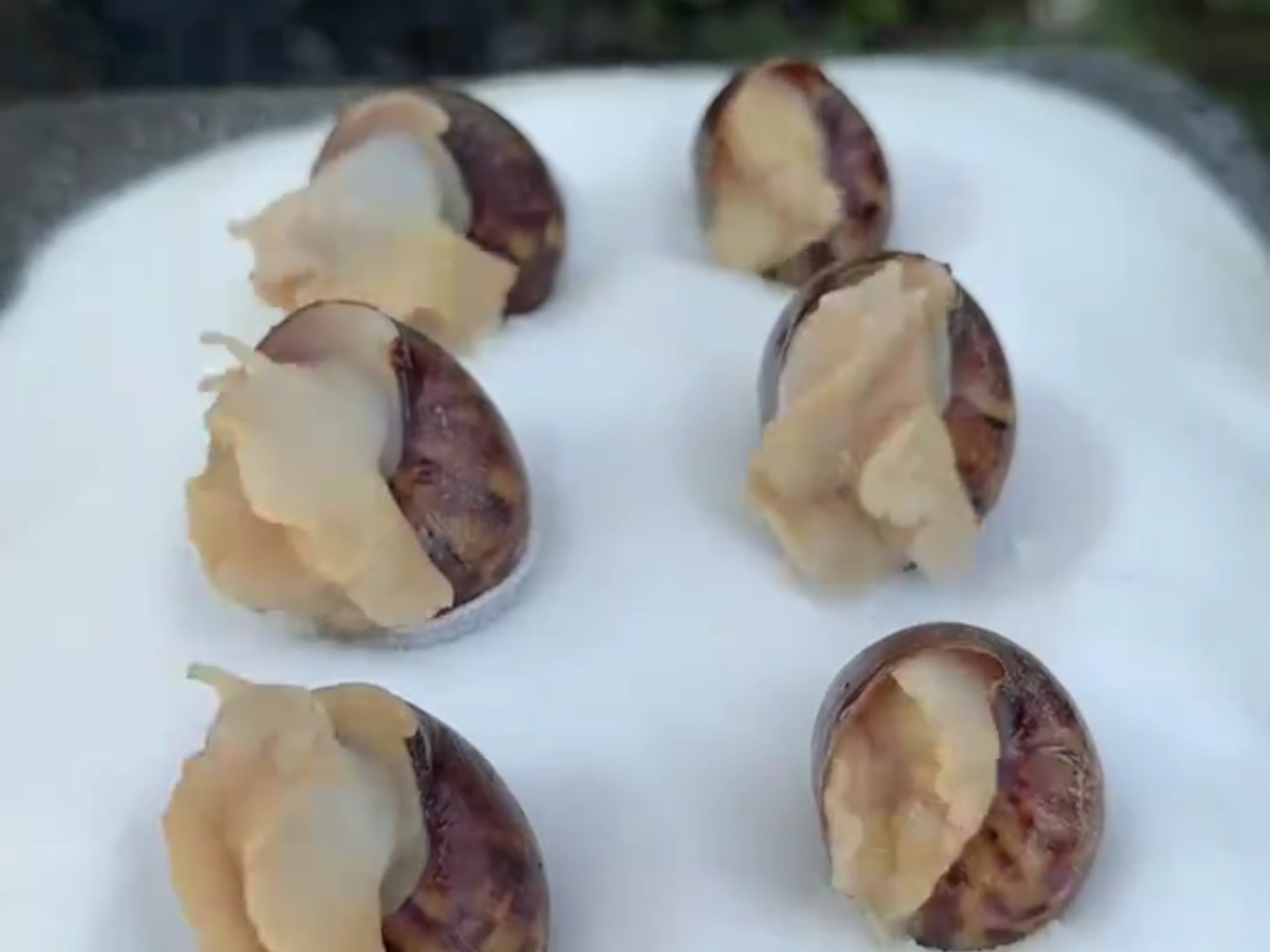 啊,又是充满希望的一天!(人工养殖可食用白玉蜗牛)