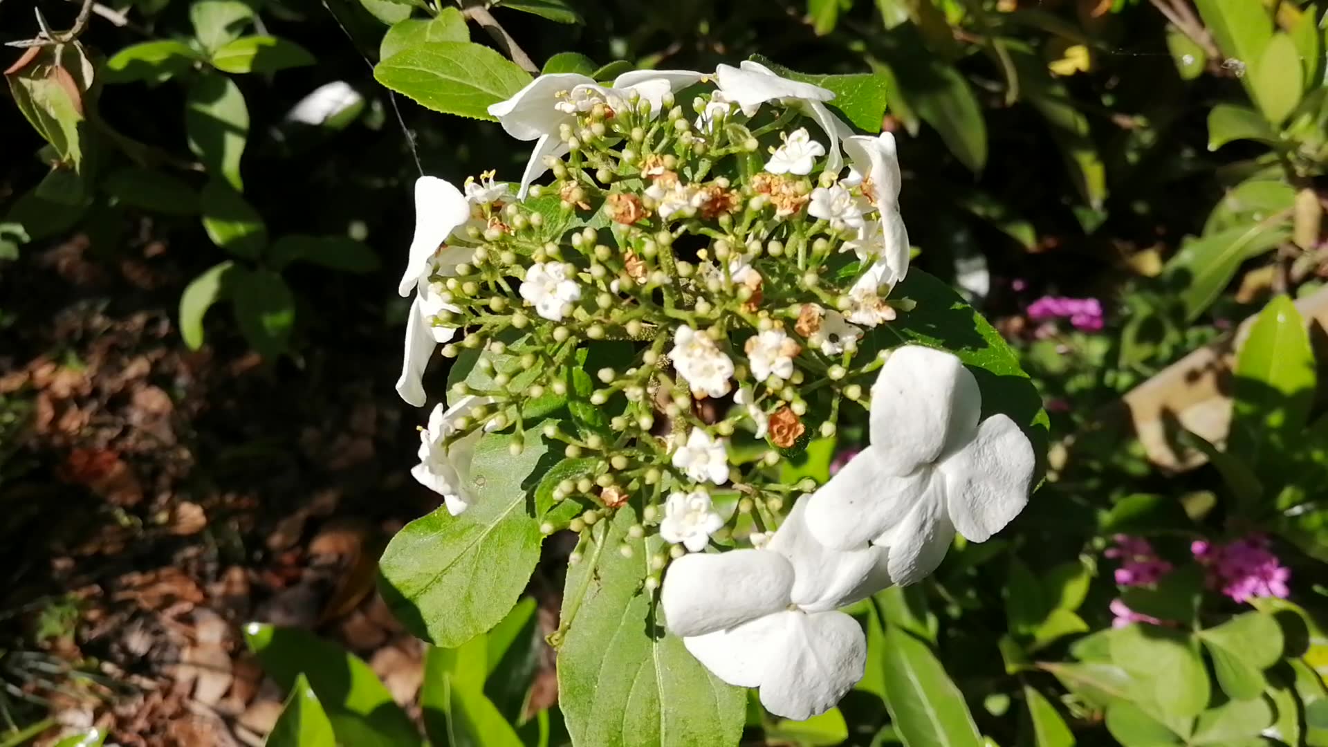 琼花花朵开始掉落,花期进入中后期,仍然很美