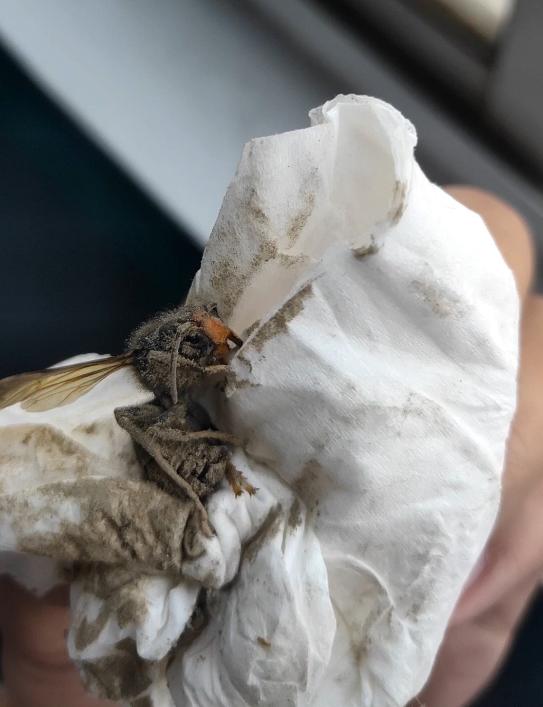 被马蜂蛰了咋办 (╥_╥)