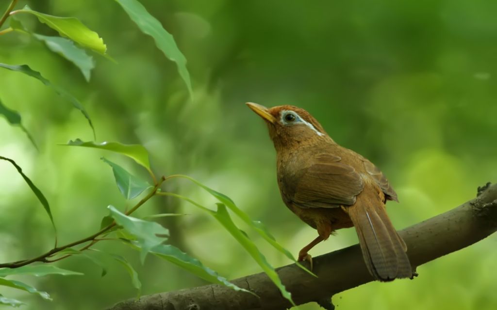 爱尔兰画眉【半音阶口琴】_哔哩哔哩 (゜-゜)つロ 干杯~-bilibili