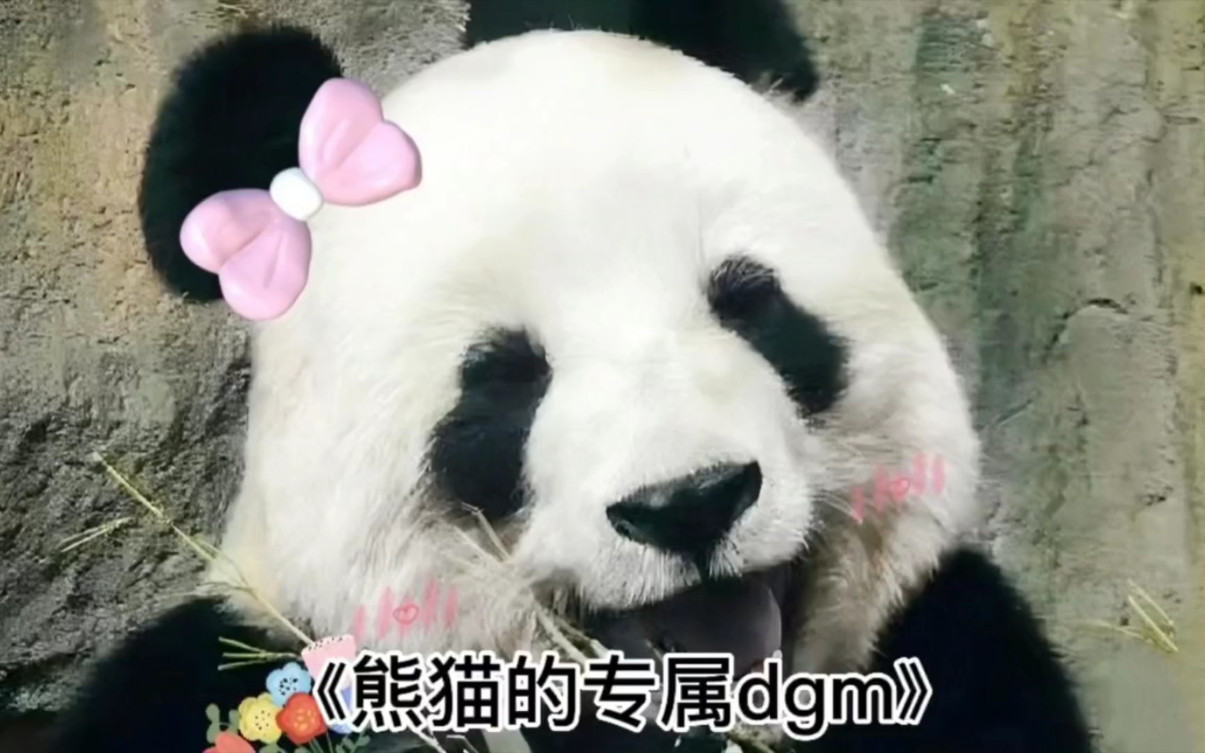 熊猫的专属dgm还有什么?哔哩哔哩bilibili