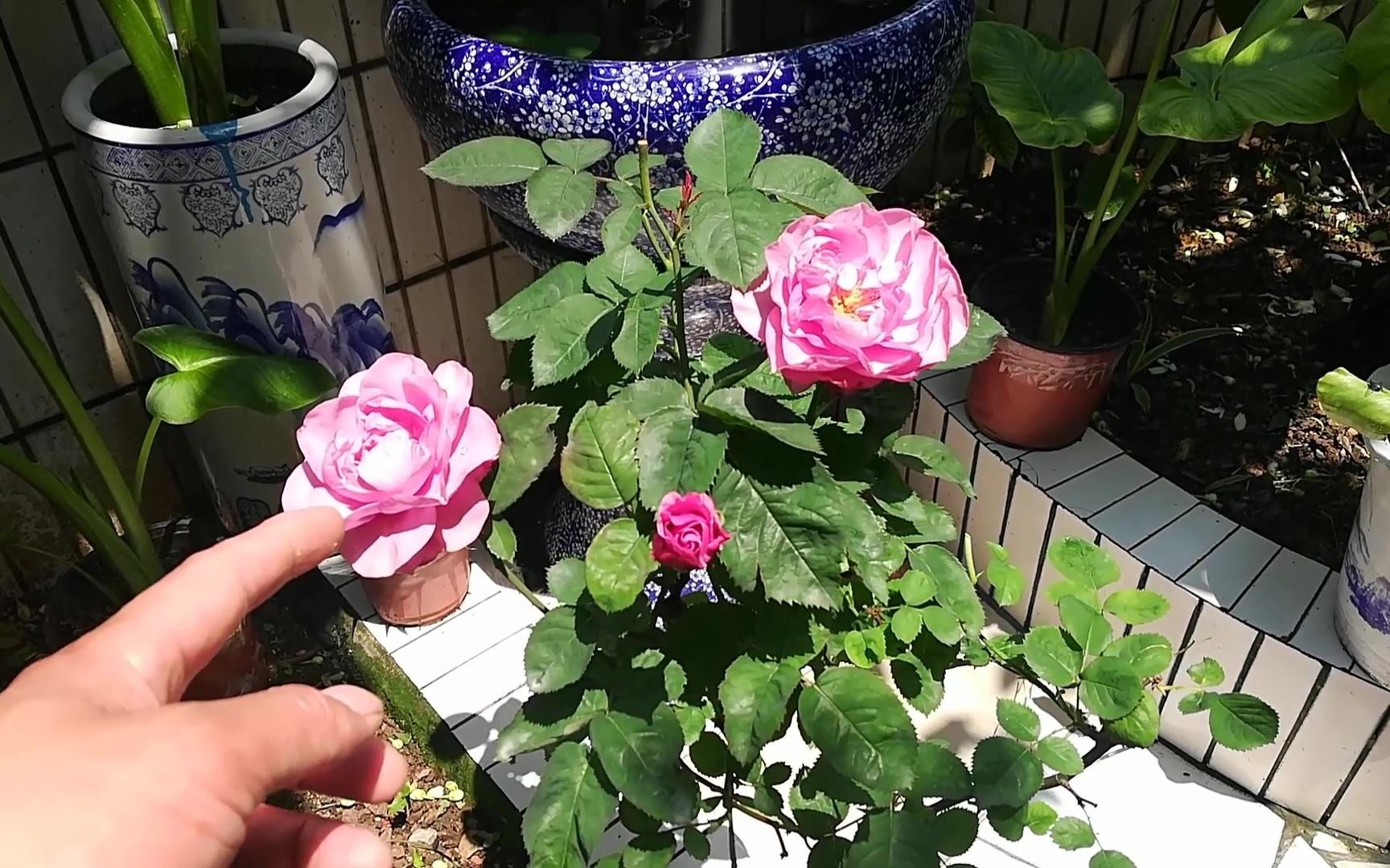 月季品种介绍:兵马俑酒店月季