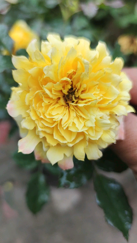 欧月烟花波浪花很香花瓣是波浪边非常