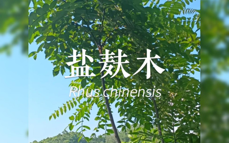 能产盐的植物,你见过吗?哔哩哔哩bilibili