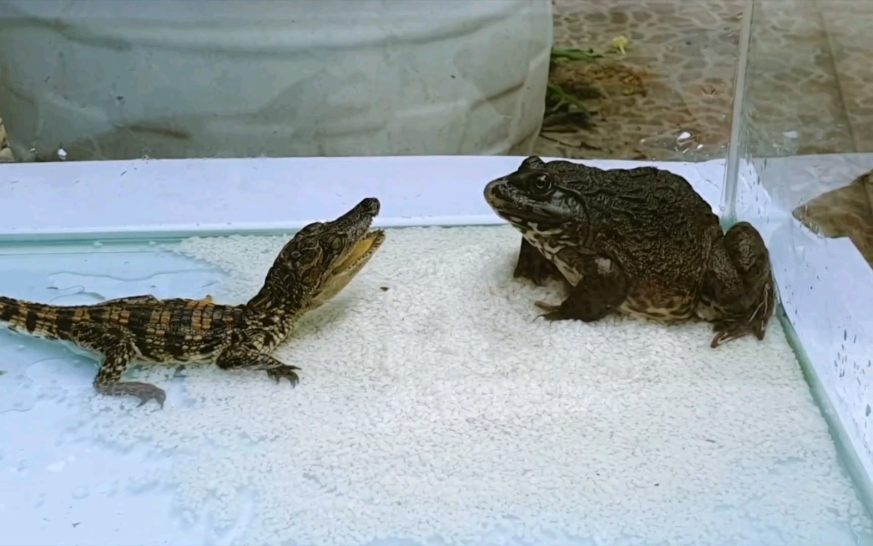 鳄鱼94 vs 牛蛙90 究竟谁先吞掉谁