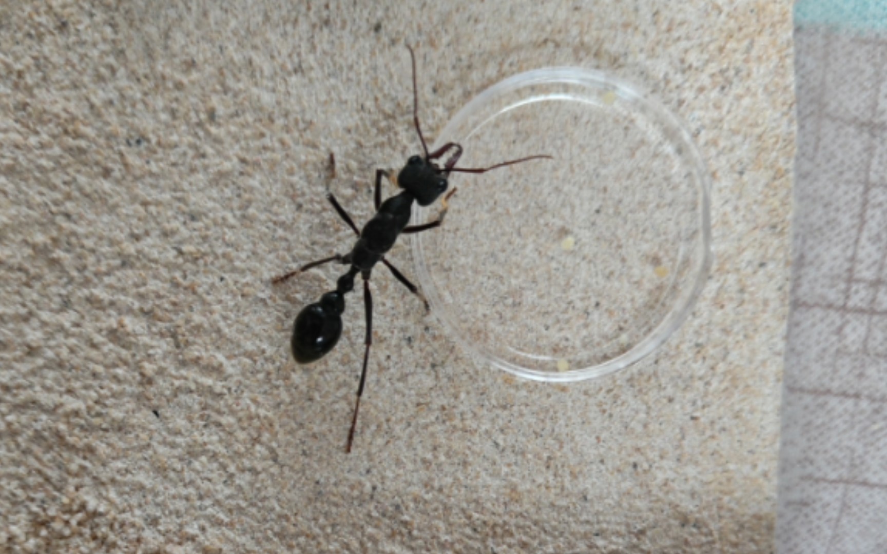 【黑梨牛蚁】黑梨新后开箱 入巢