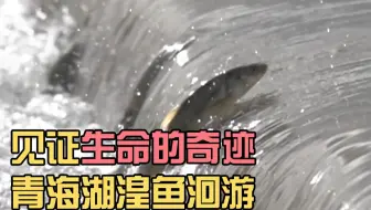 青海湖迎来湟鱼洄游高峰期