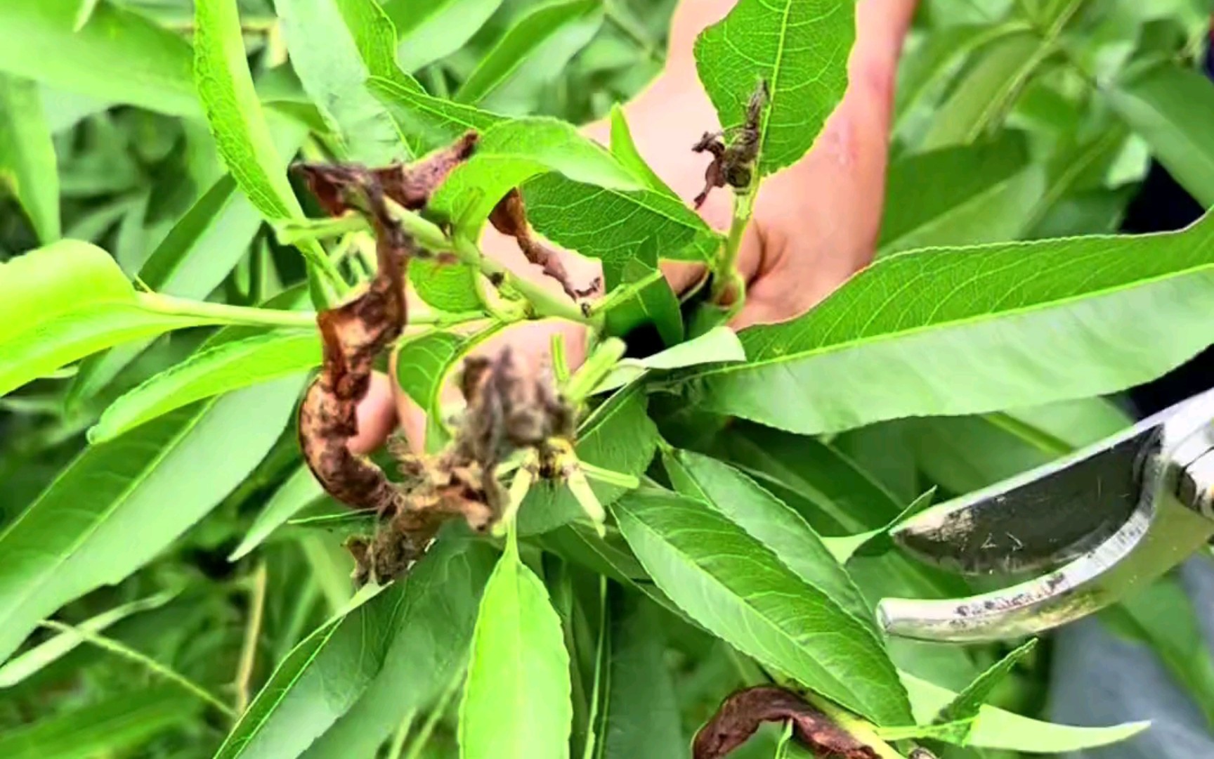 桃树食心虫五月中旬至六月下旬注意防治,病害在谢花后的幼果期开始防治.#桃树管理 #病虫害防治哔哩哔哩bilibili