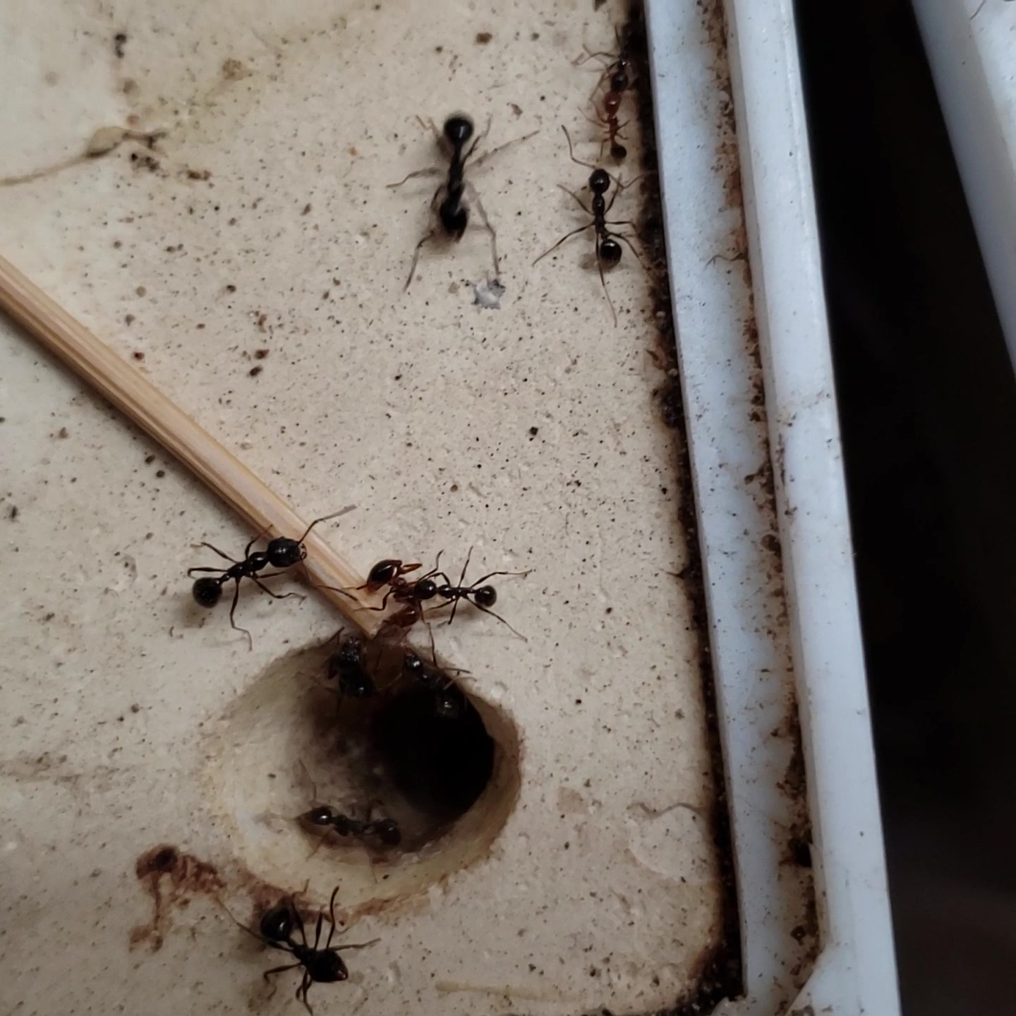 日本盘腹蚁小工蚁轻松弄瘫红火蚁中型工蚁