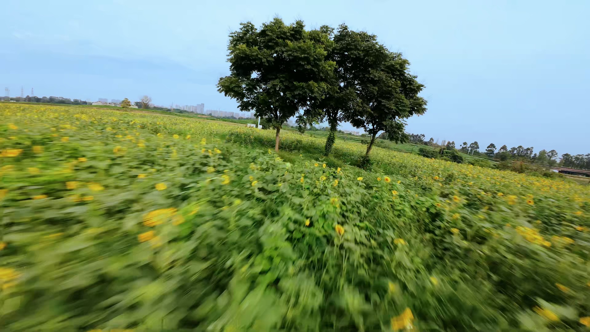 用avata2在向日葵地里当鸟