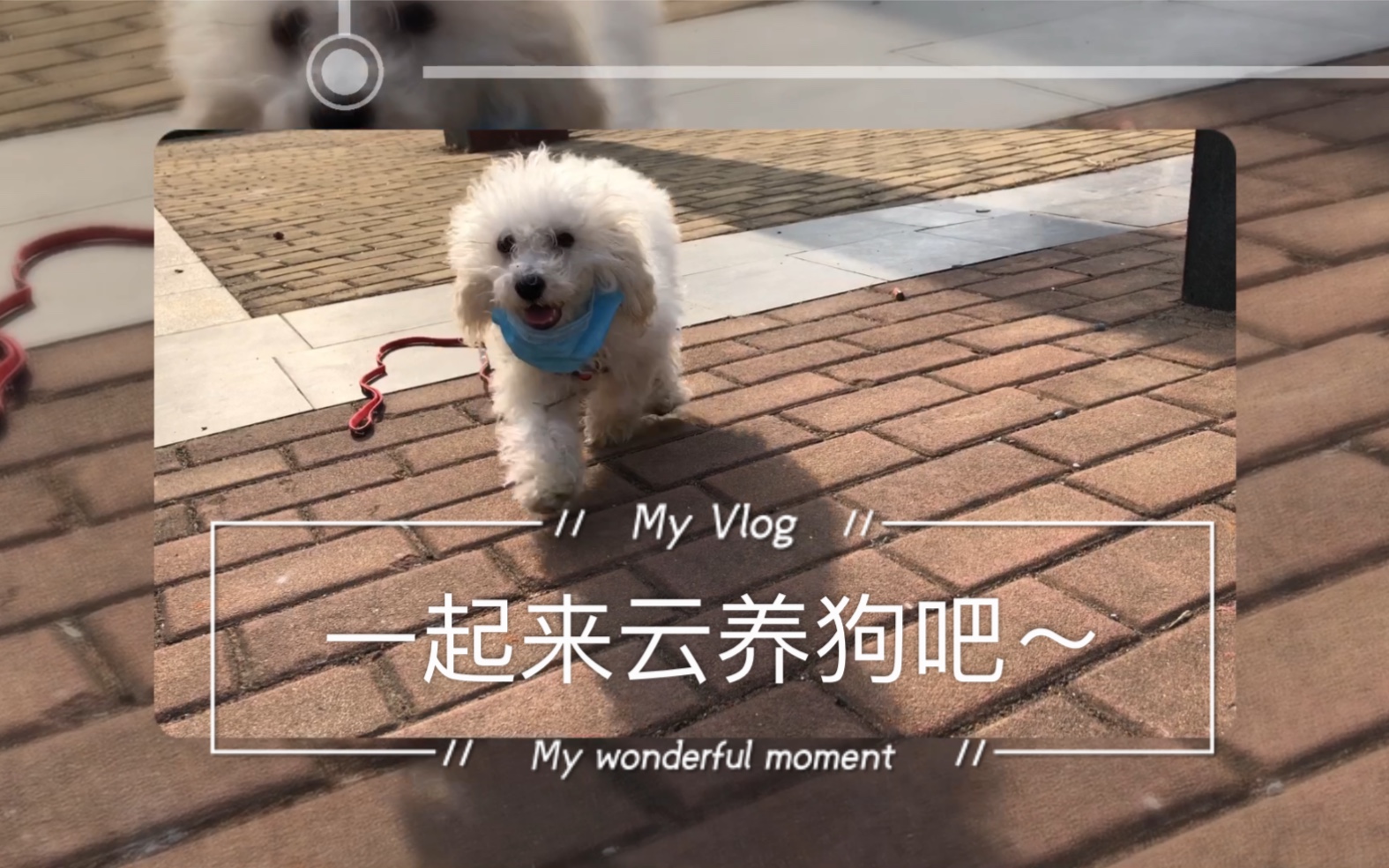 一起来云养狗吧
