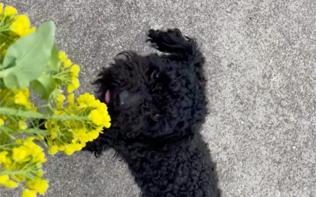 小黑蛋儿黑又黑爱吃自家的青菜跑跑跳跳真可爱