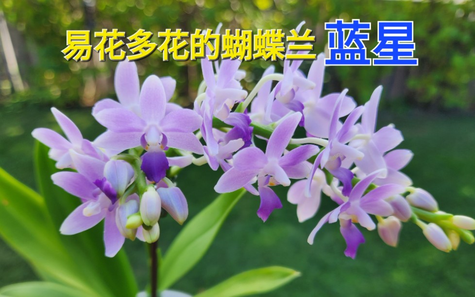 Sophie's Garden 易花多花的蝴蝶兰蓝星 Phal. Summer Rose Blue Star哔哩哔哩bilibili