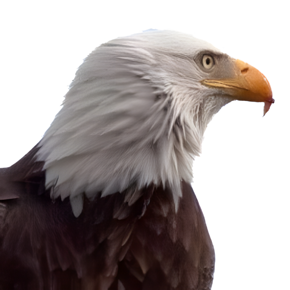 Cloudy-Eagle