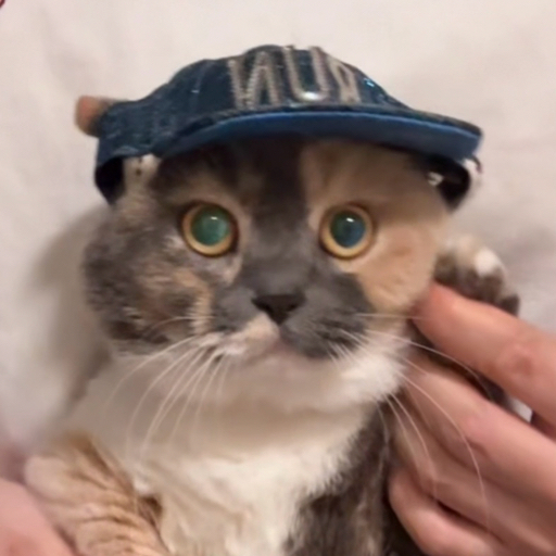 猫不易