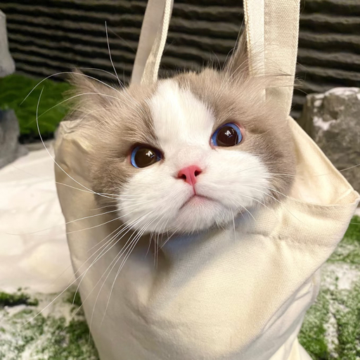 cc夜若水
