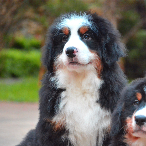 这个傻闺女有点废脸啊[捂脸-圣诞]#伯恩