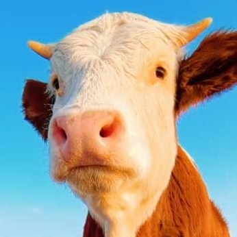 牛马日记内蒙古