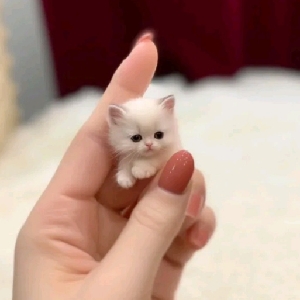 爱萌萌宠