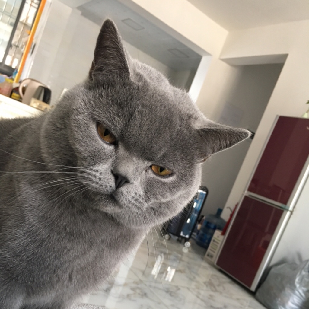 【英短蓝猫蓝白】全家一起给您表演洗脸脸嘿嘿