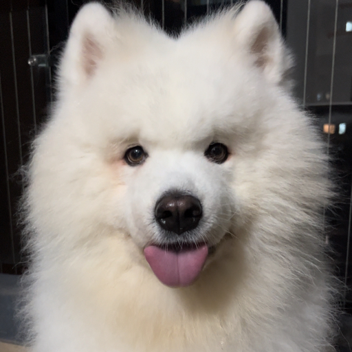 12岁萨摩耶多多