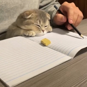 SLEEPY1118