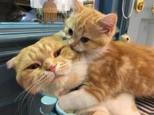 陪伴小博美长成小萨摩耶的日子～妈呀我服了～我爱小白