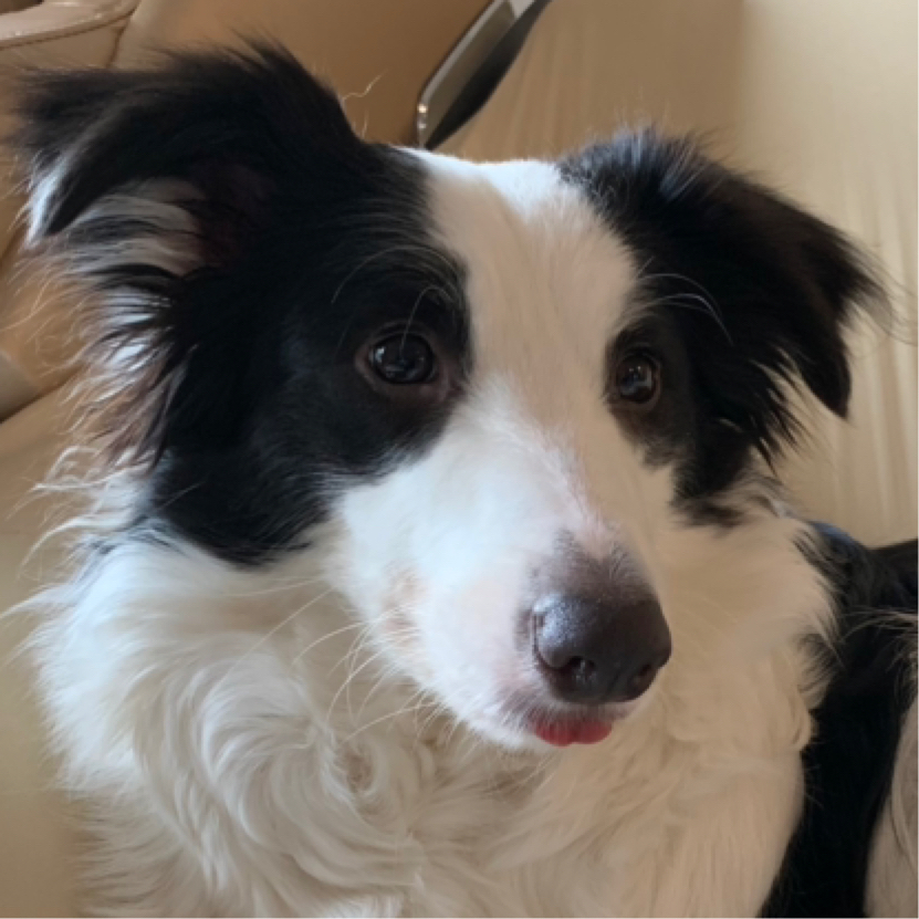 《秋秋是边牧》印花美甲---蝴蝶