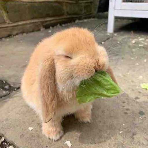 ⚠