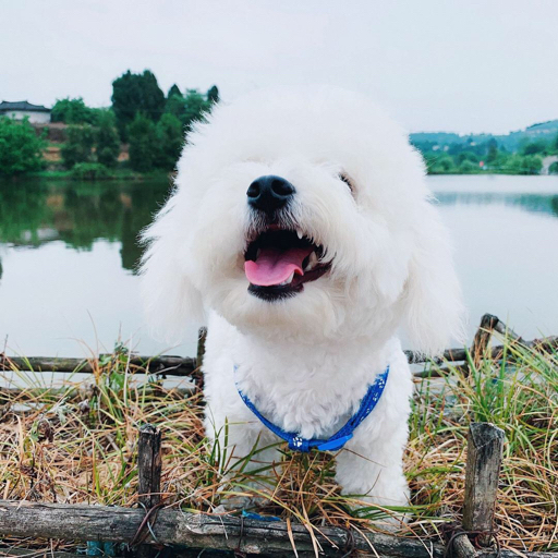 花很多钱吧?我想说的是每月体内体外驱虫,每周洗澡,又没花你家的?