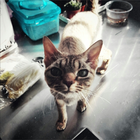 黑魂3斩杀舞娘OR被斩杀 - 管弦乐的猫Cat - 哔