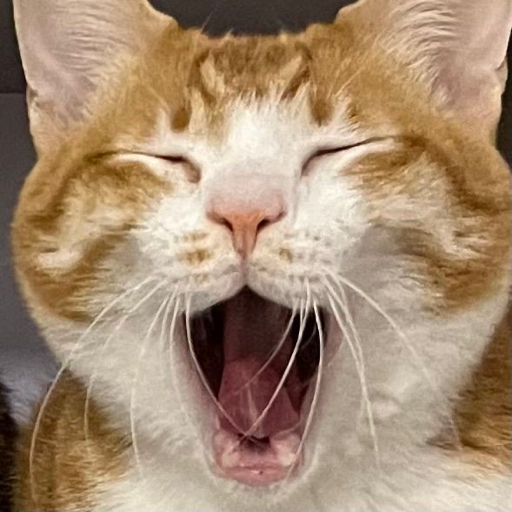 三三有四条猫