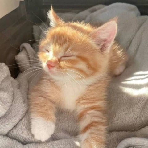 CatTale猫神
