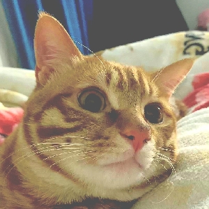 吃香草的橘猫