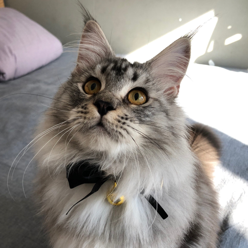 活动  缅因猫leon又是自high的一天,momo终于不那么生气了