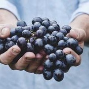 樱桃有点闲