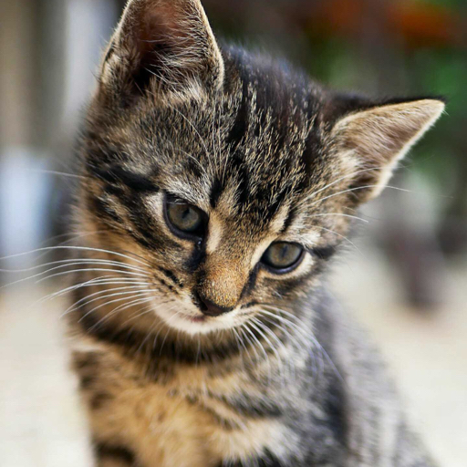 金眼夜明灯漂亮的邻家小猫猫