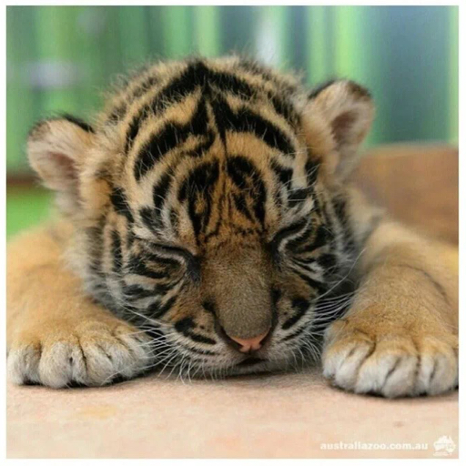 小虎tigers