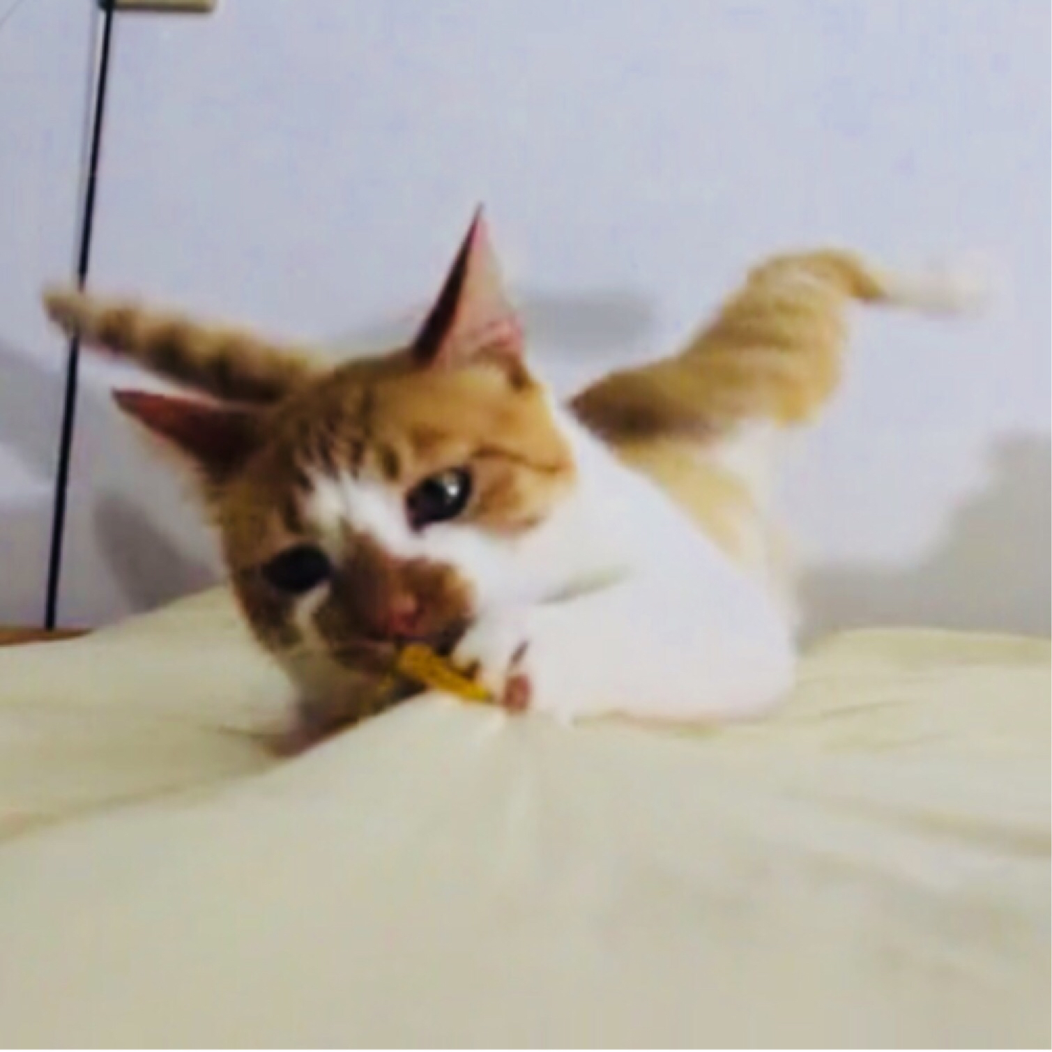 猫咪丢了怎么办?用这个方法在黄金七十二小时