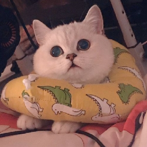 快乐浪 原子战争 还行吧一般胡 这美杜莎 狗头保命doge 游戏社