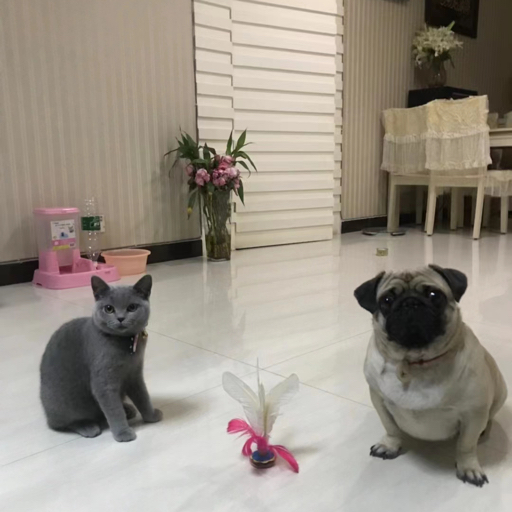 独舞的印迹