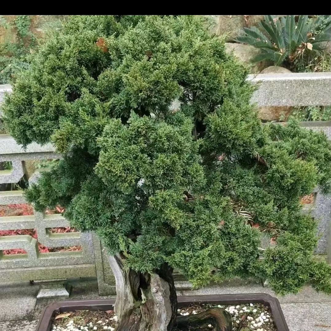 飞龙装机