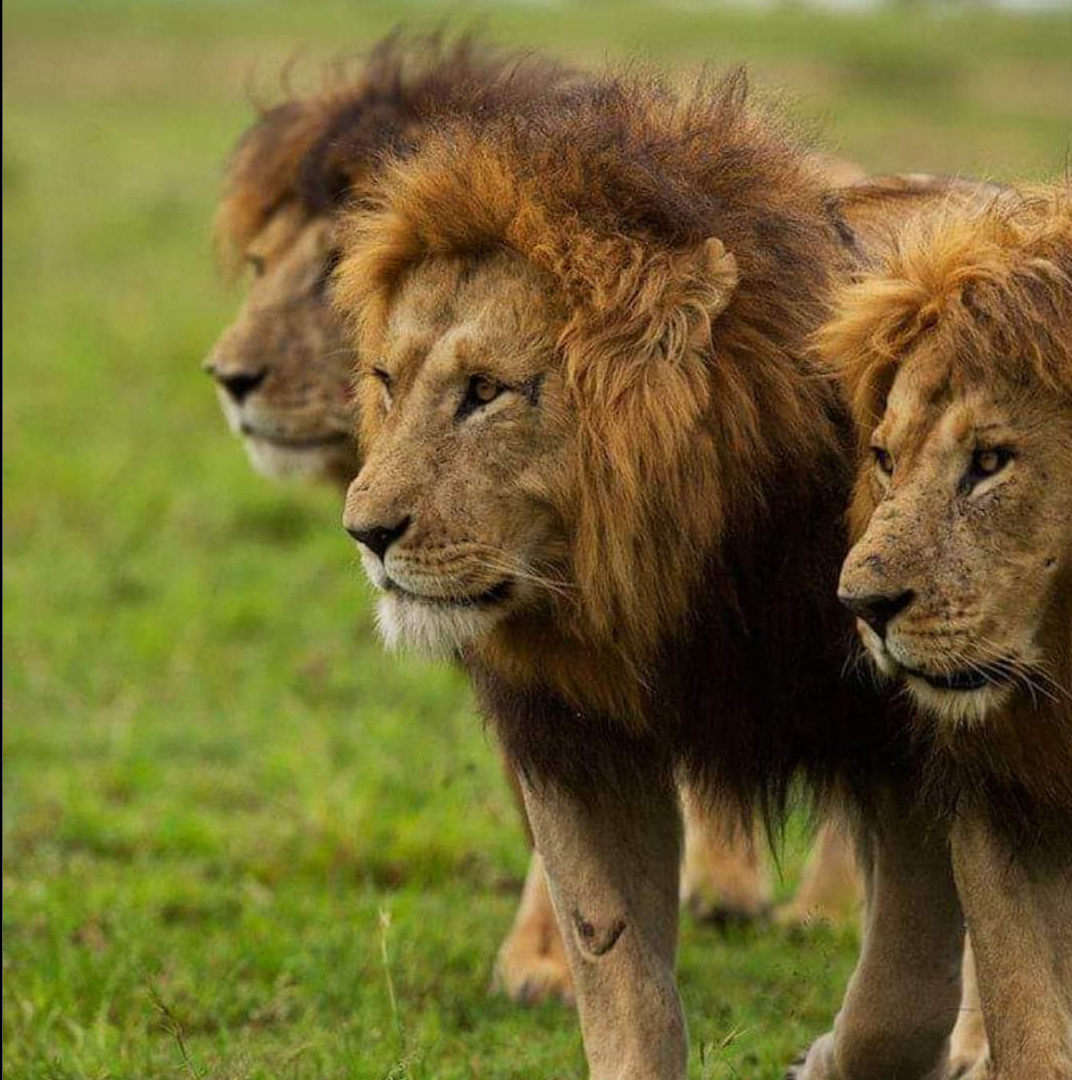 马蹄巴雄狮老大恩度纳的故事