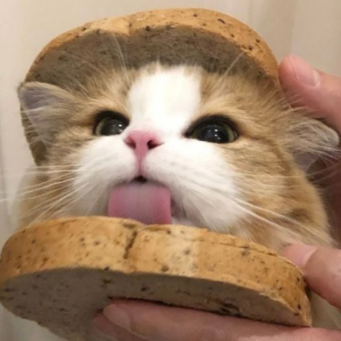 猫谷米